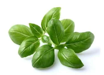 Basil