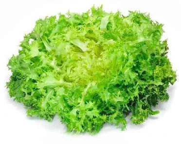 Frisée