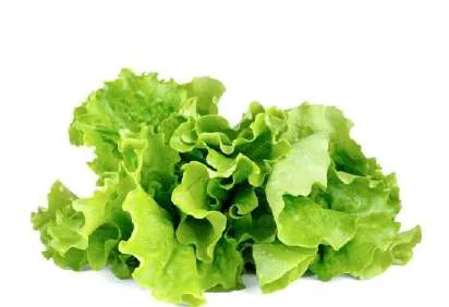 Lettuce