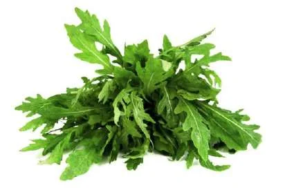 Rucola