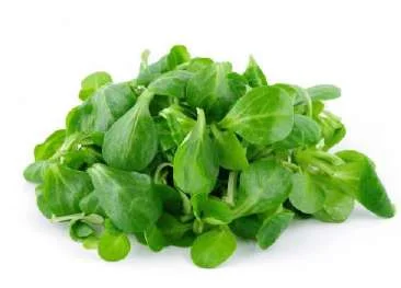 Lamb’s lettuce