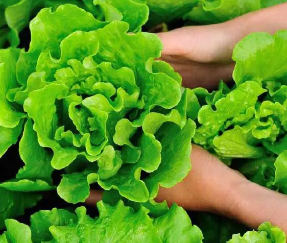 Harvesting leafy greens