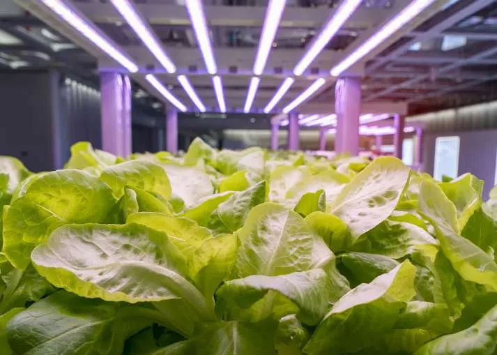 Indoor growing under LED lighting